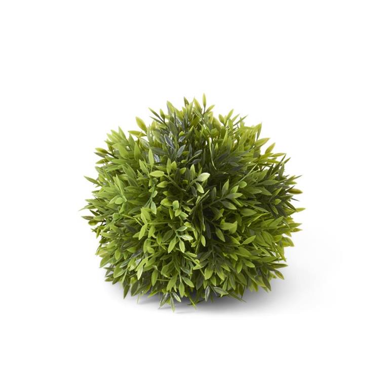6-Inch Podocarpus Ball