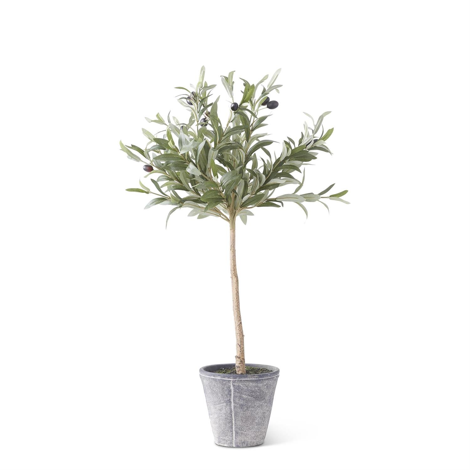 31-Inch Olive Tree with Gray Wash Pot