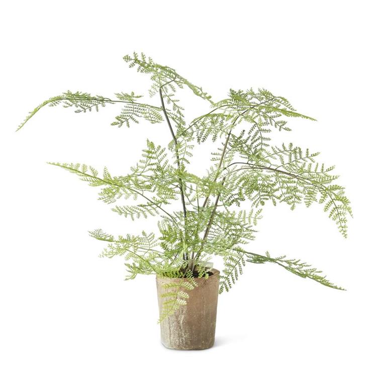 21-Inch Fern in Ceramic Pot