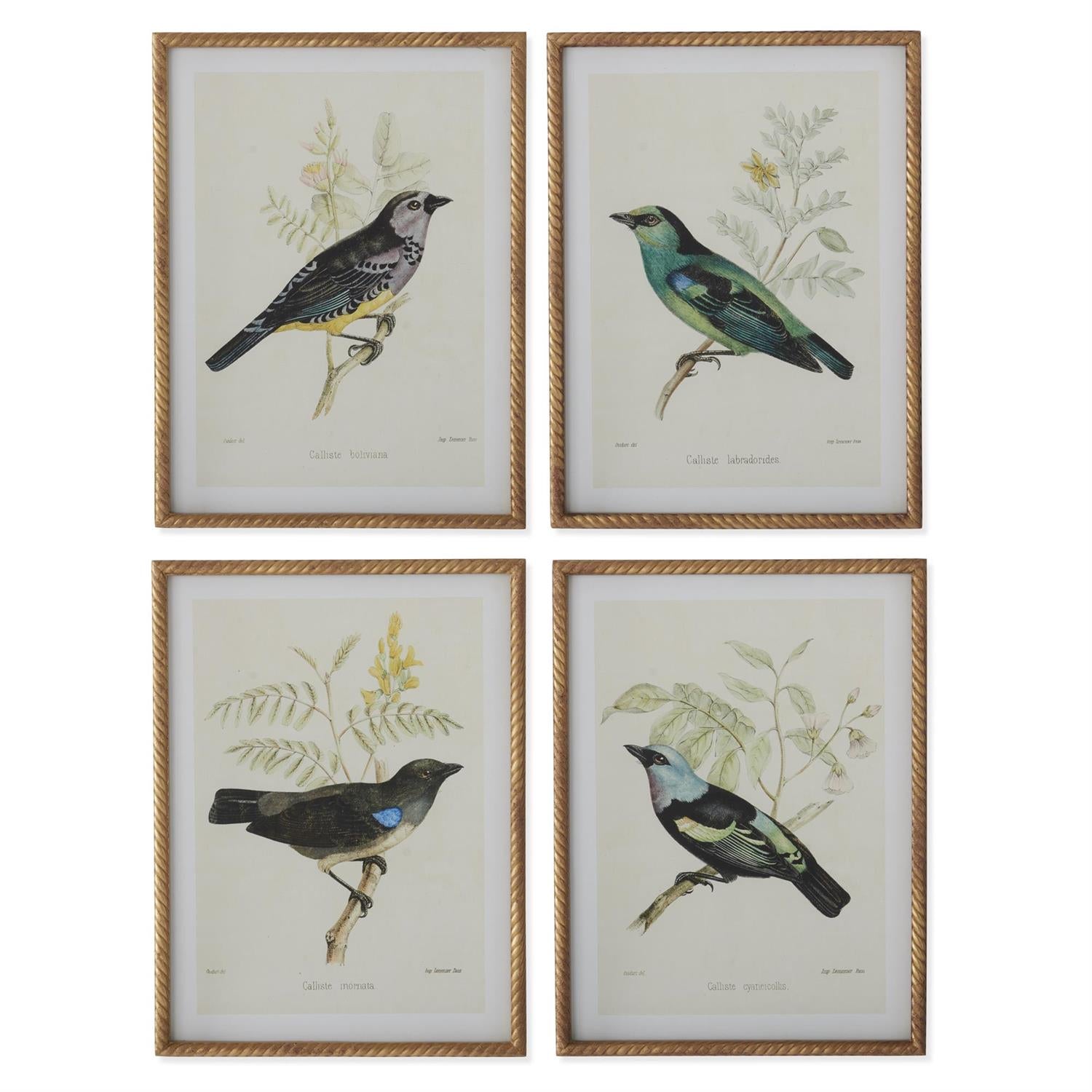 Assorted 23.5-Inch Twisted Gold-Framed Bird Prints (4 Styles)