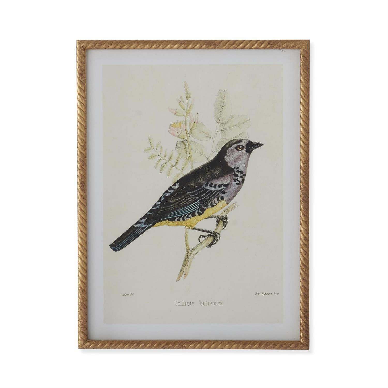 Assorted 23.5-Inch Twisted Gold-Framed Bird Prints (4 Styles)