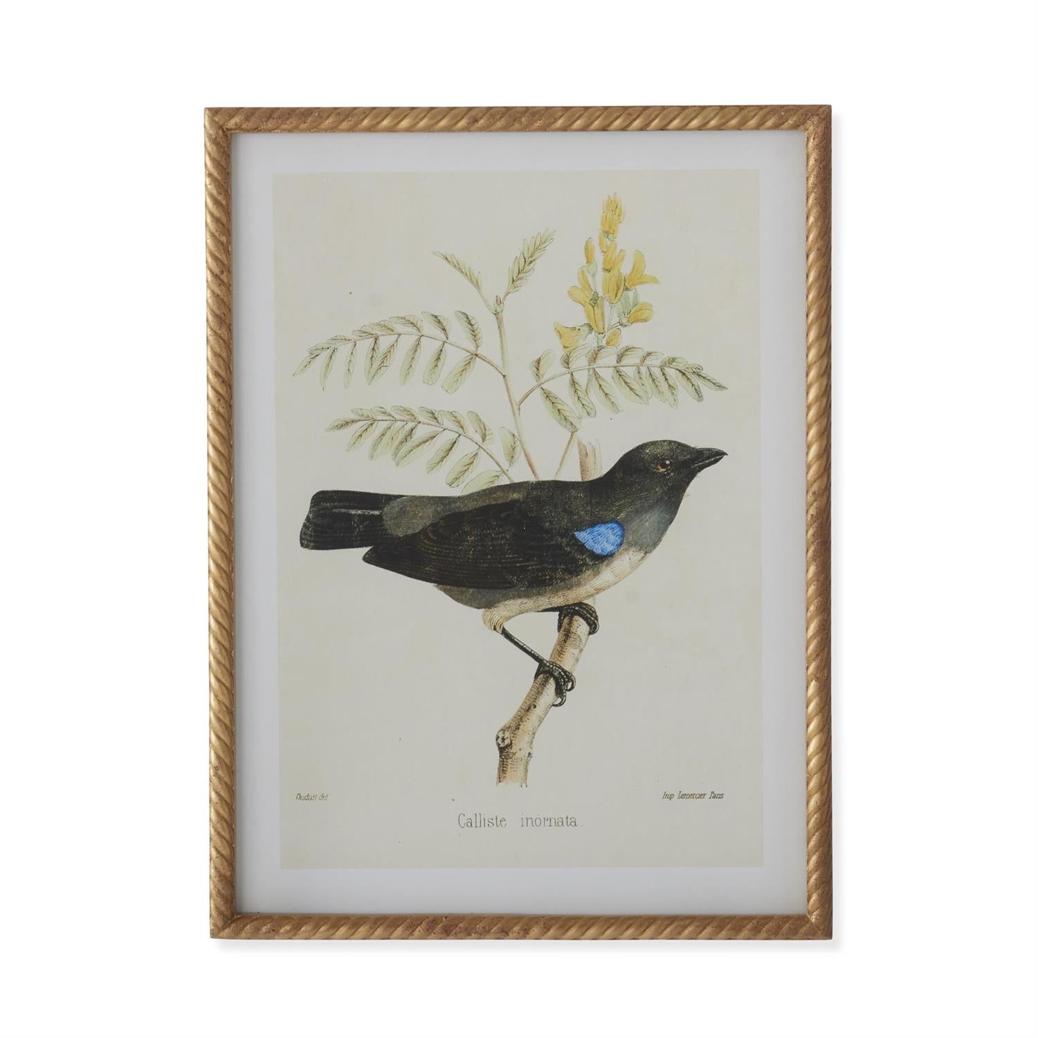 Assorted 23.5-Inch Twisted Gold-Framed Bird Prints (4 Styles)