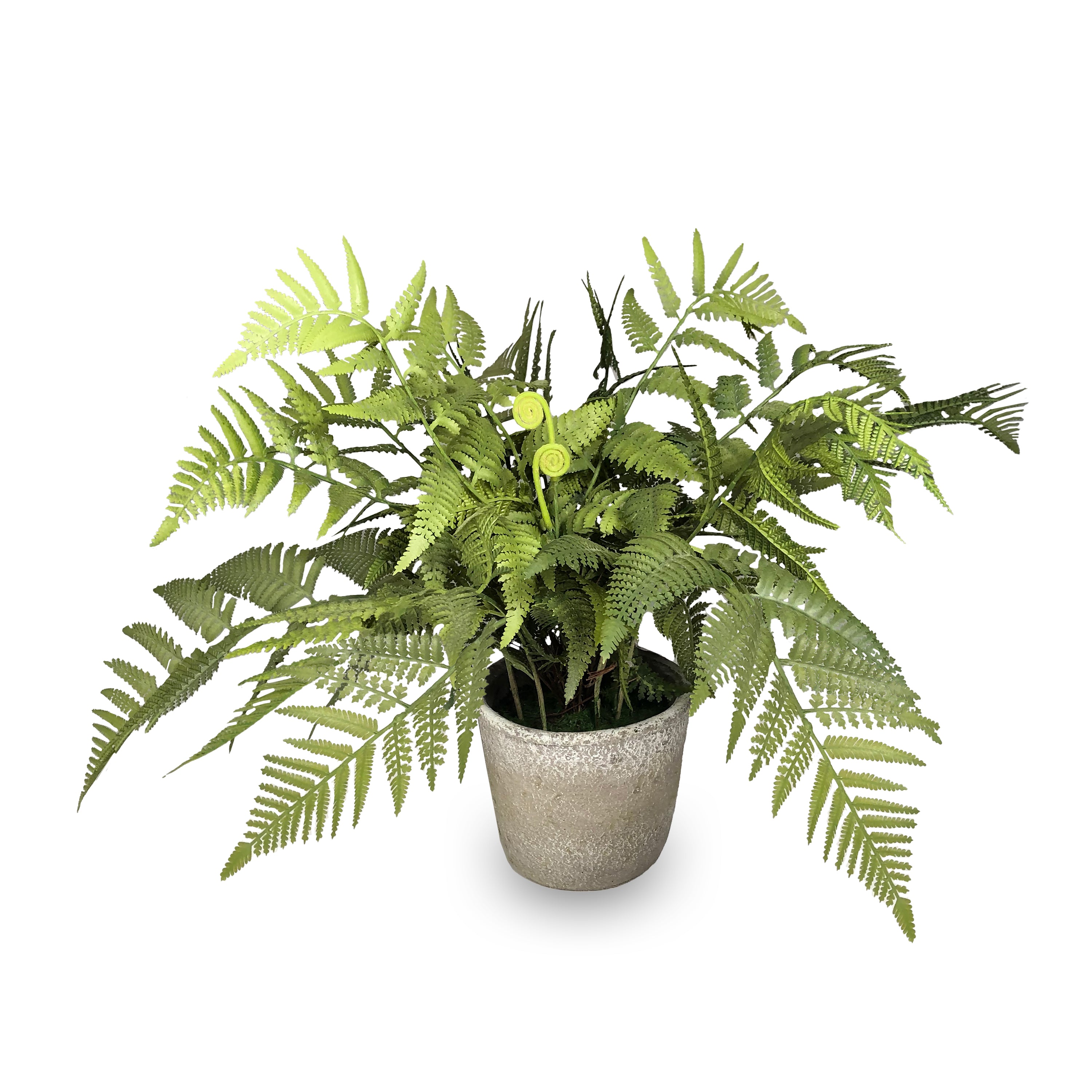 24" Potted Fern