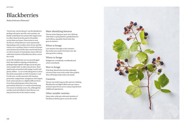 Wild & Sweet: Forage & Make 101 Seasonal Dessert Book