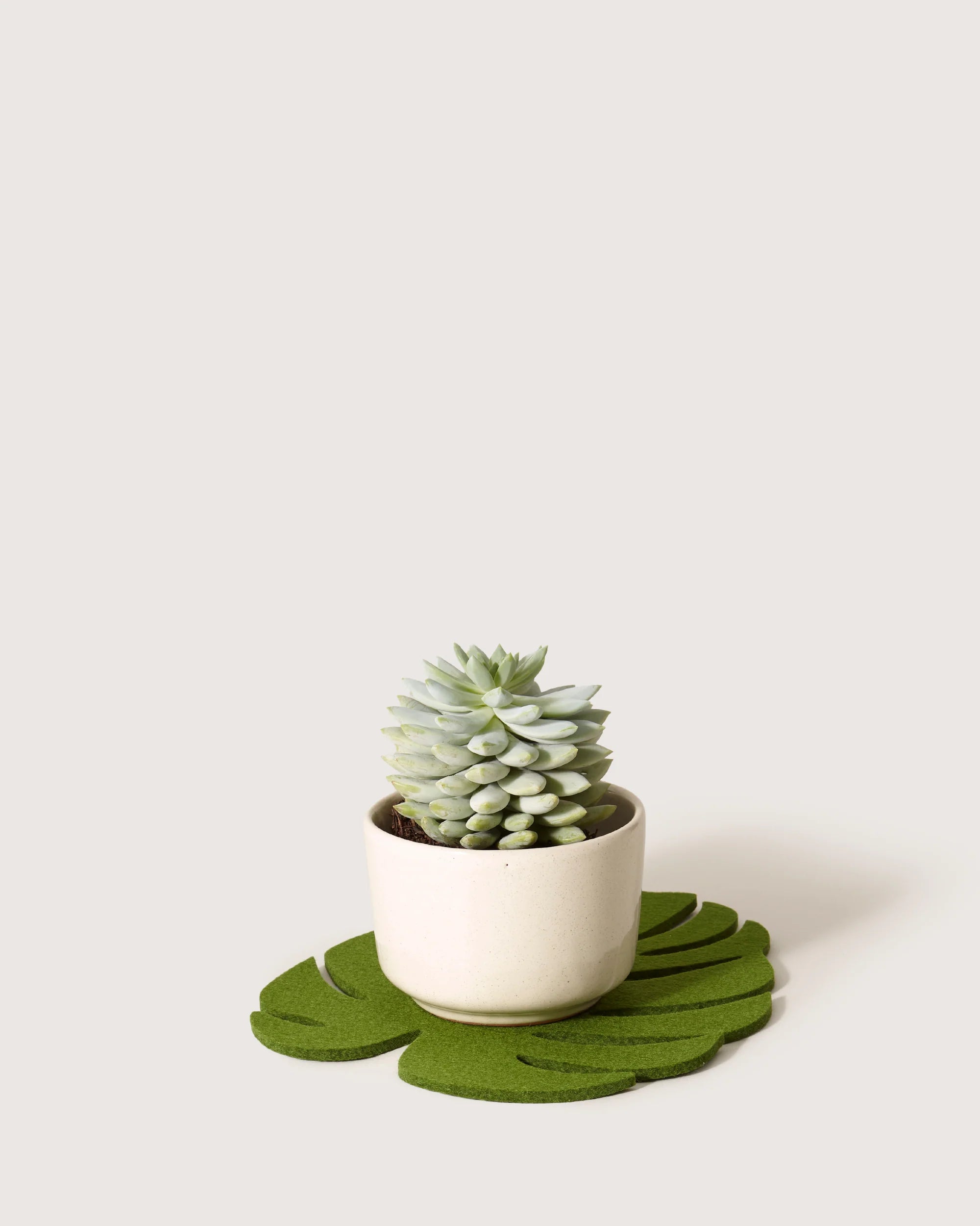 Merino Wool Monstera Trivet