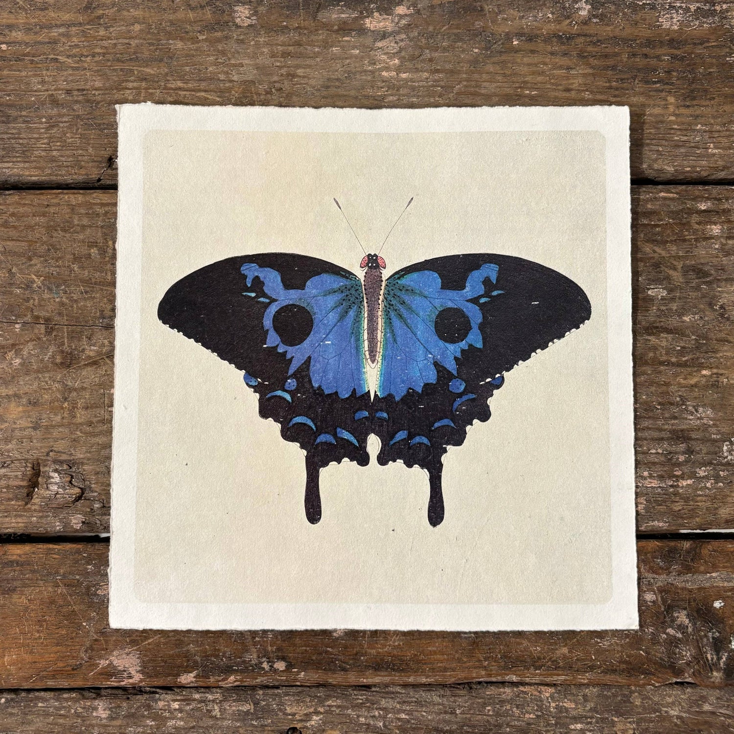 11"x11" Swallowtail Butterfly - Flora & Fauna Collection