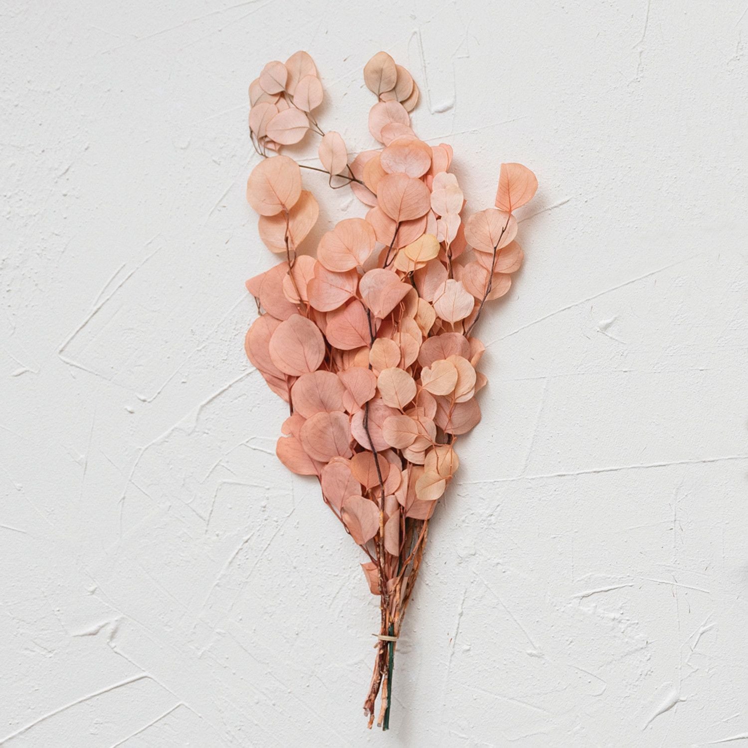 Dried Natural Eucalyptus