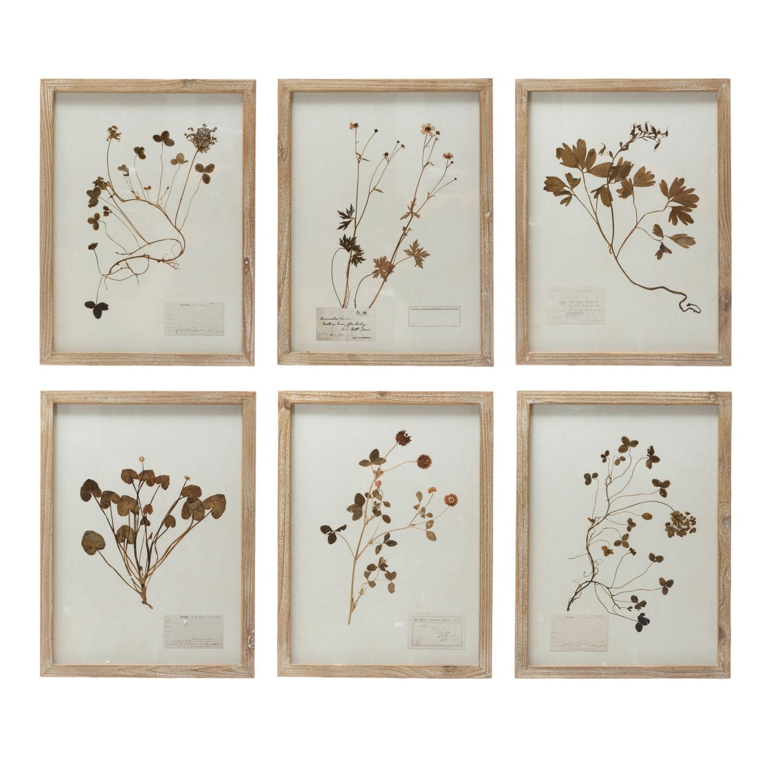 Assorted Framed Wall Décor with Botanicals