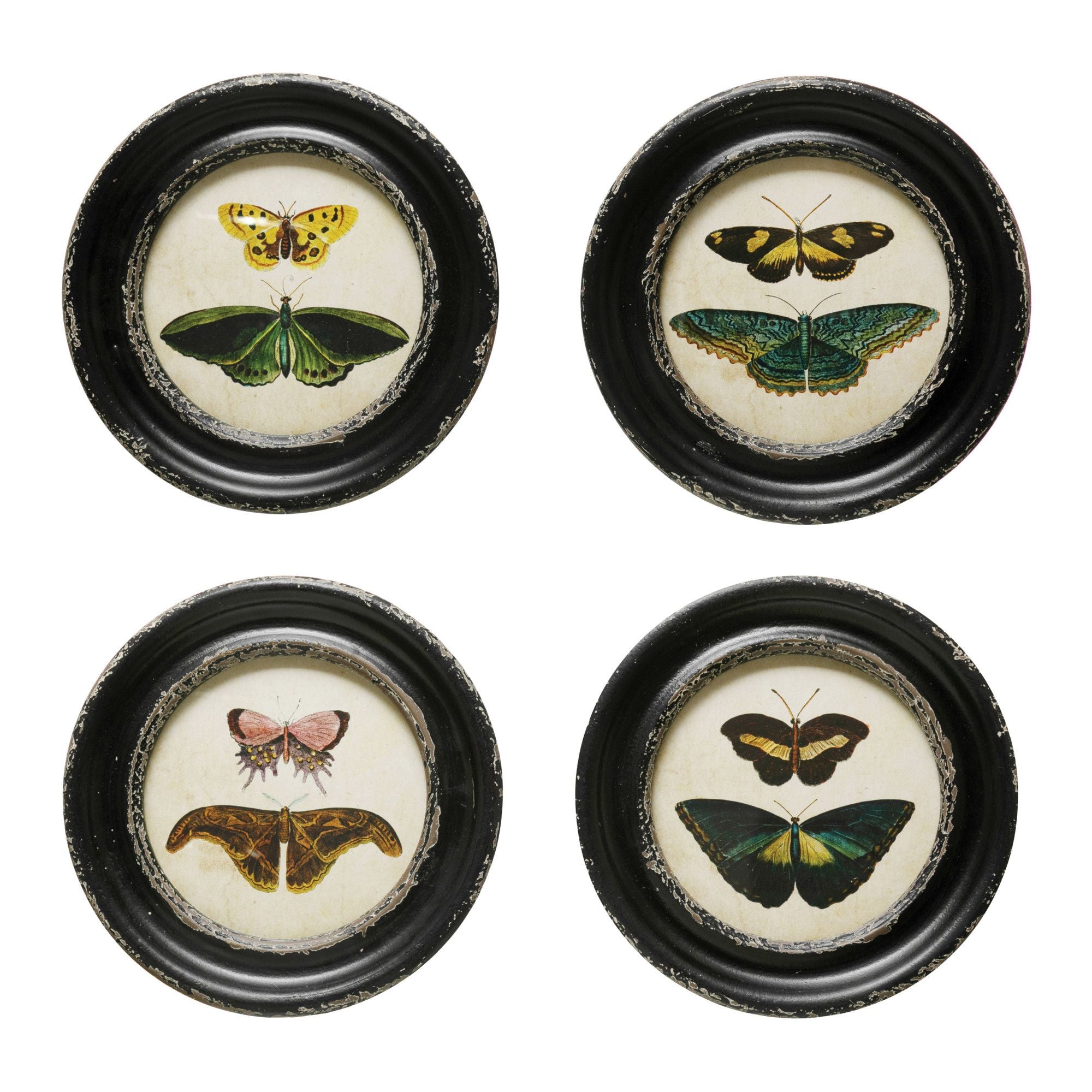 Moths/Butterflies Framed Wall Décor