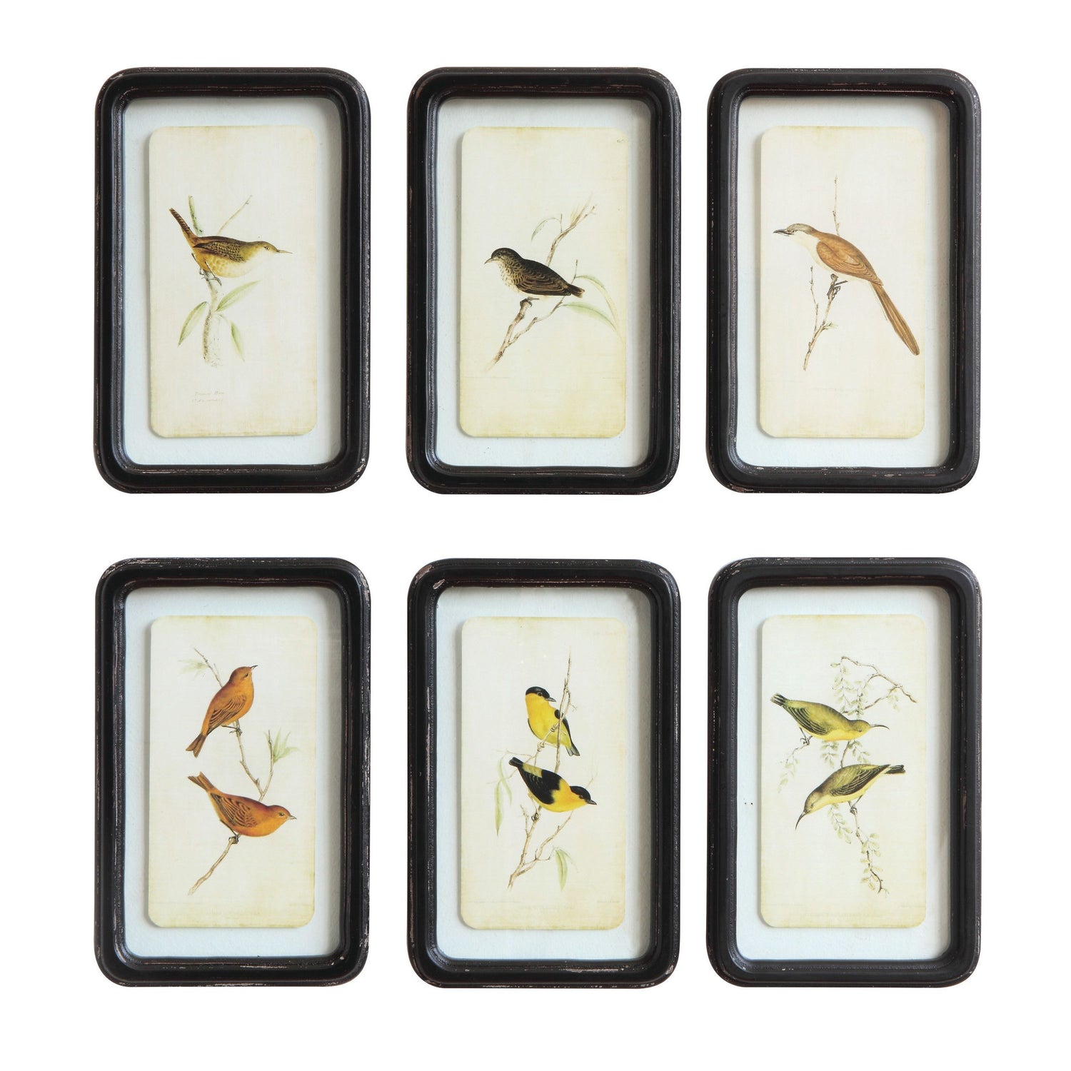 Framed Bird Print