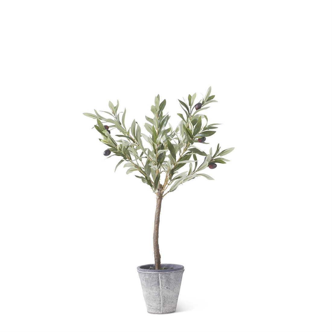 24-Inch Olive Tree with Gray Wash Pot