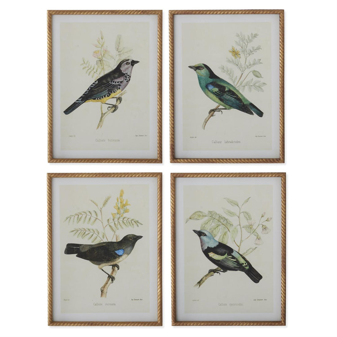 Assorted 23.5-Inch Twisted Gold-Framed Bird Prints (4 Styles)