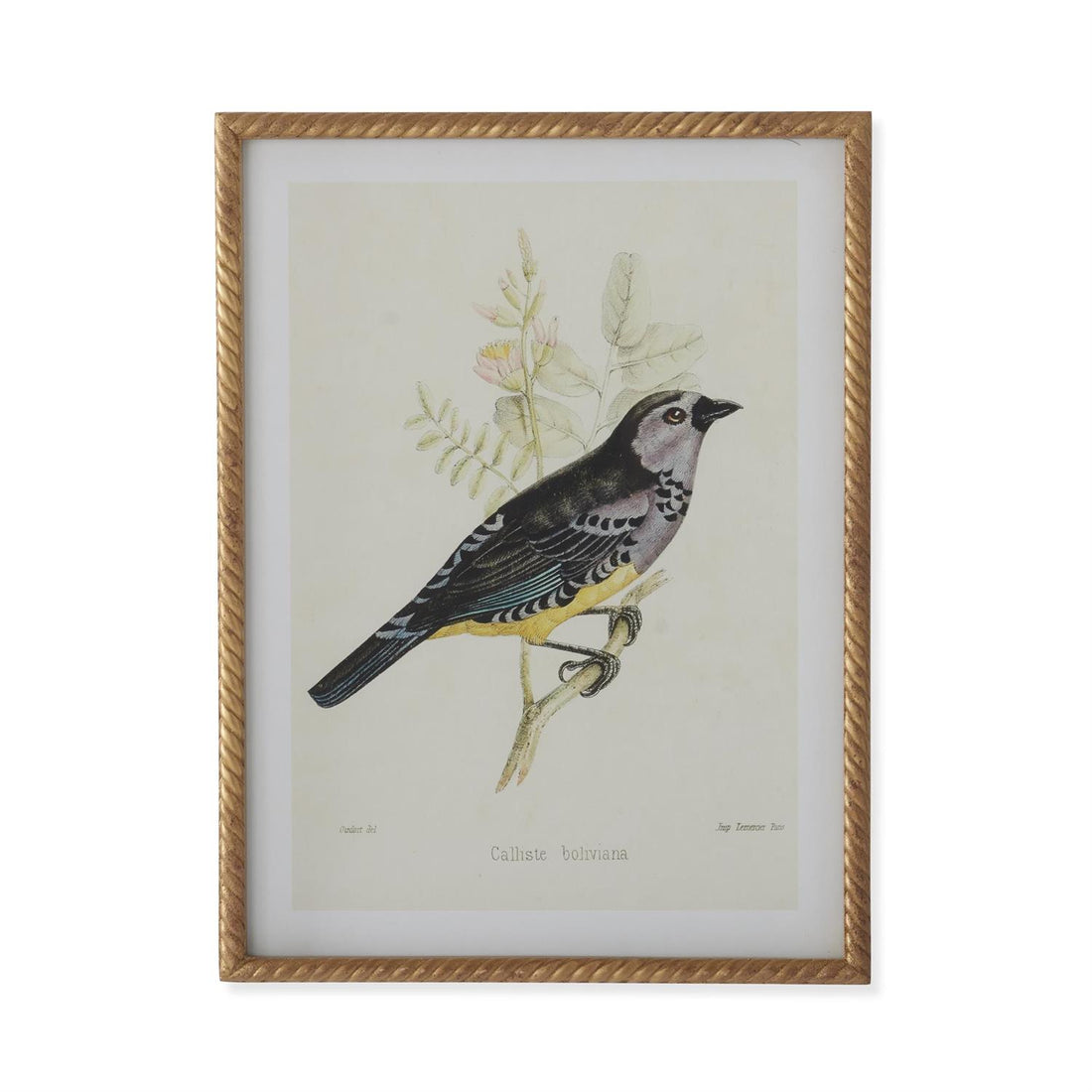 Assorted 23.5-Inch Twisted Gold-Framed Bird Prints (4 Styles)