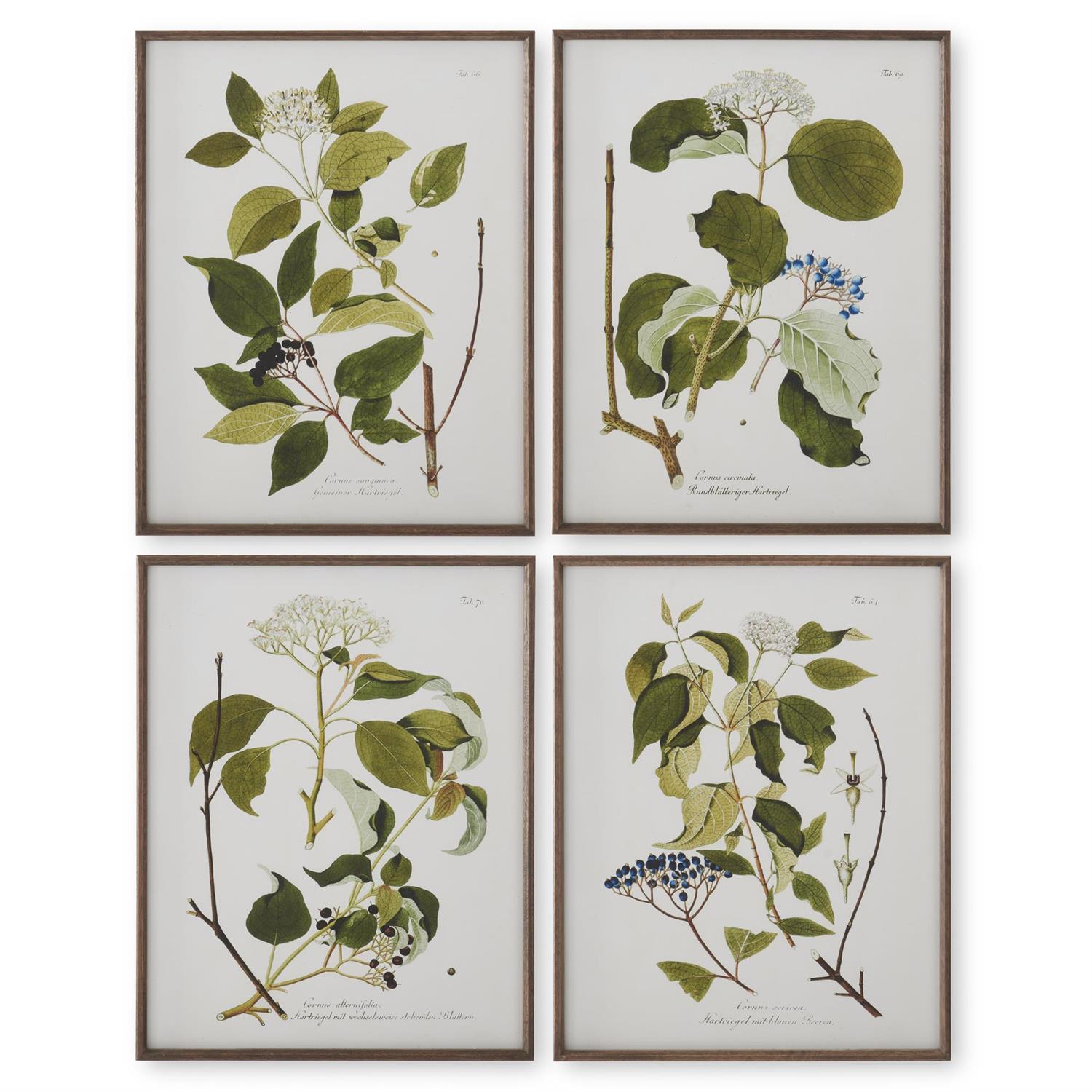 Assorted 27.5-Inch Dark Wood-Framed White &amp; Green Botanical Prints (4 Styles)