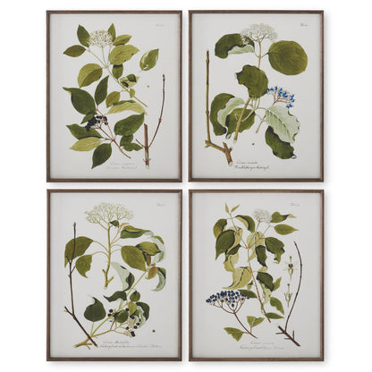 Assorted 27.5-Inch Dark Wood-Framed White &amp; Green Botanical Prints (4 Styles)