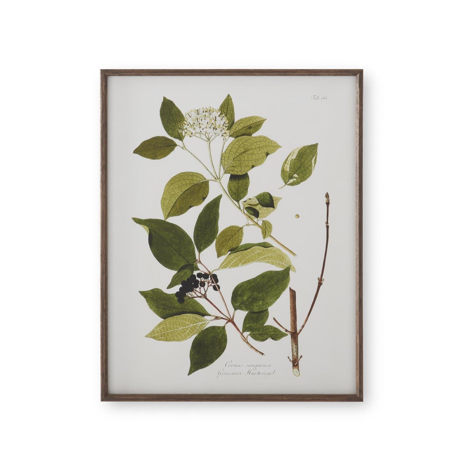 Assorted 27.5-Inch Dark Wood-Framed White &amp; Green Botanical Prints (4 Styles)