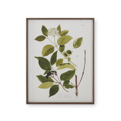 Assorted 27.5-Inch Dark Wood-Framed White &amp; Green Botanical Prints (4 Styles)