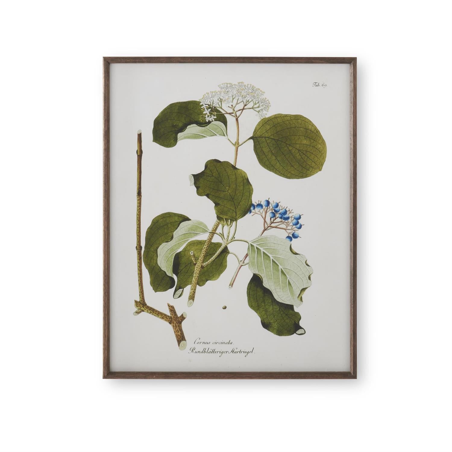 Assorted 27.5-Inch Dark Wood-Framed White &amp; Green Botanical Prints (4 Styles)