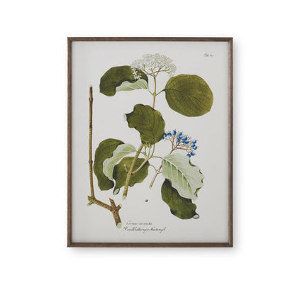 Assorted 27.5-Inch Dark Wood-Framed White &amp; Green Botanical Prints (4 Styles)