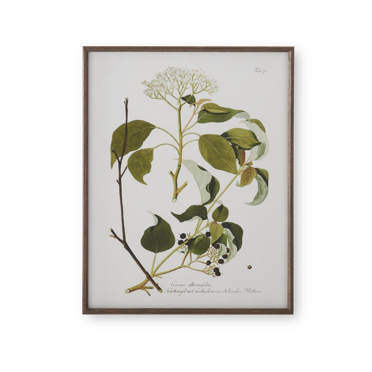Assorted 27.5-Inch Dark Wood-Framed White &amp; Green Botanical Prints (4 Styles)