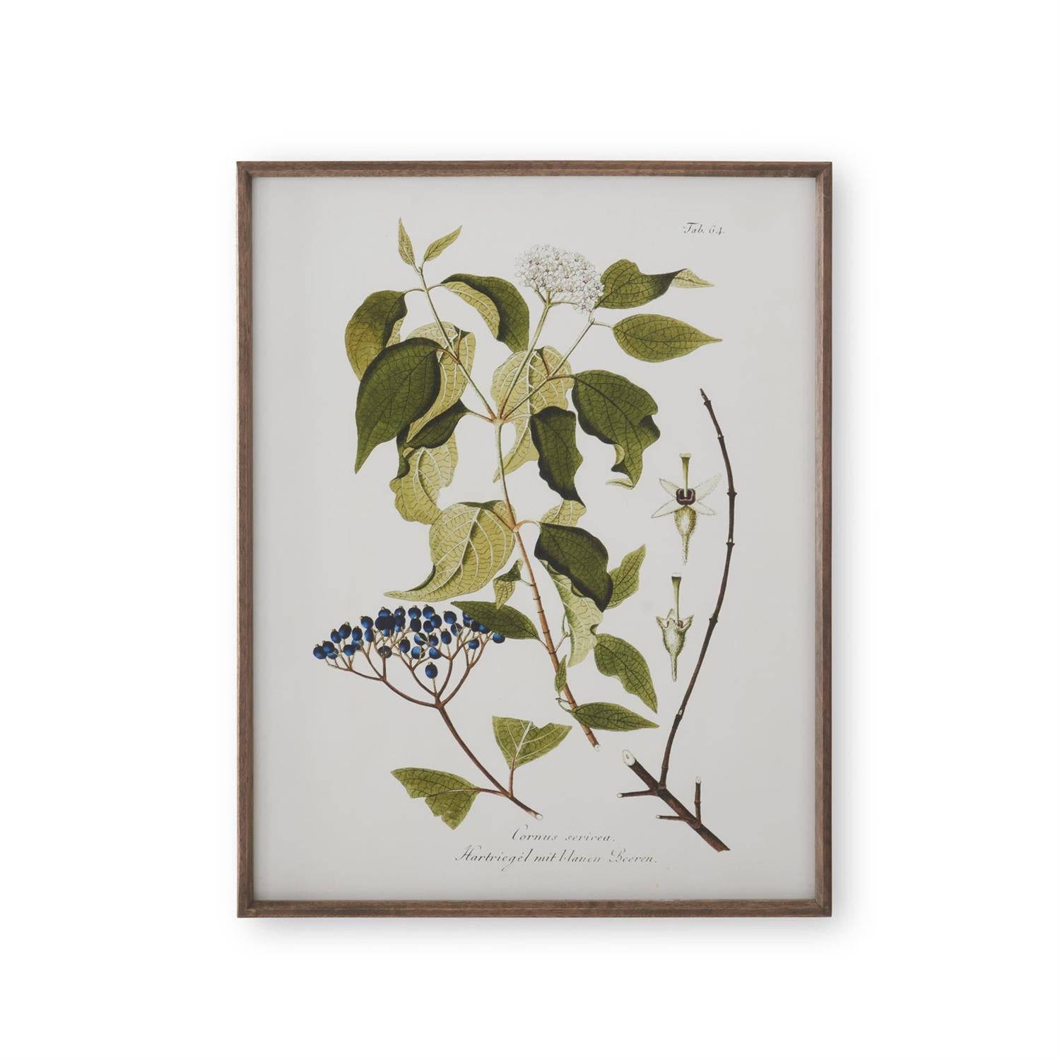 Assorted 27.5-Inch Dark Wood-Framed White &amp; Green Botanical Prints (4 Styles)