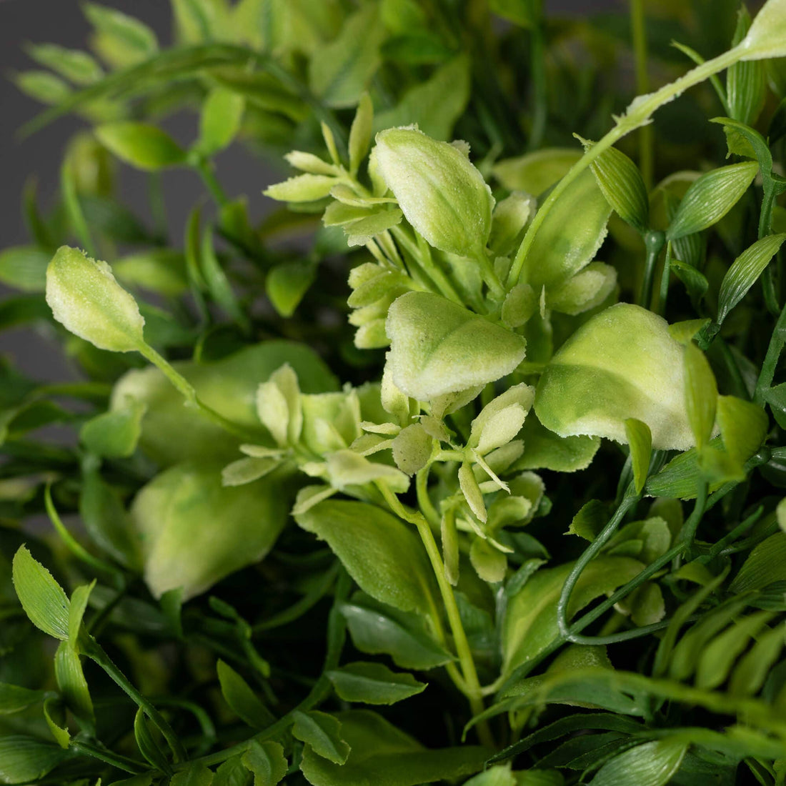 Fern Mixed Green Orb