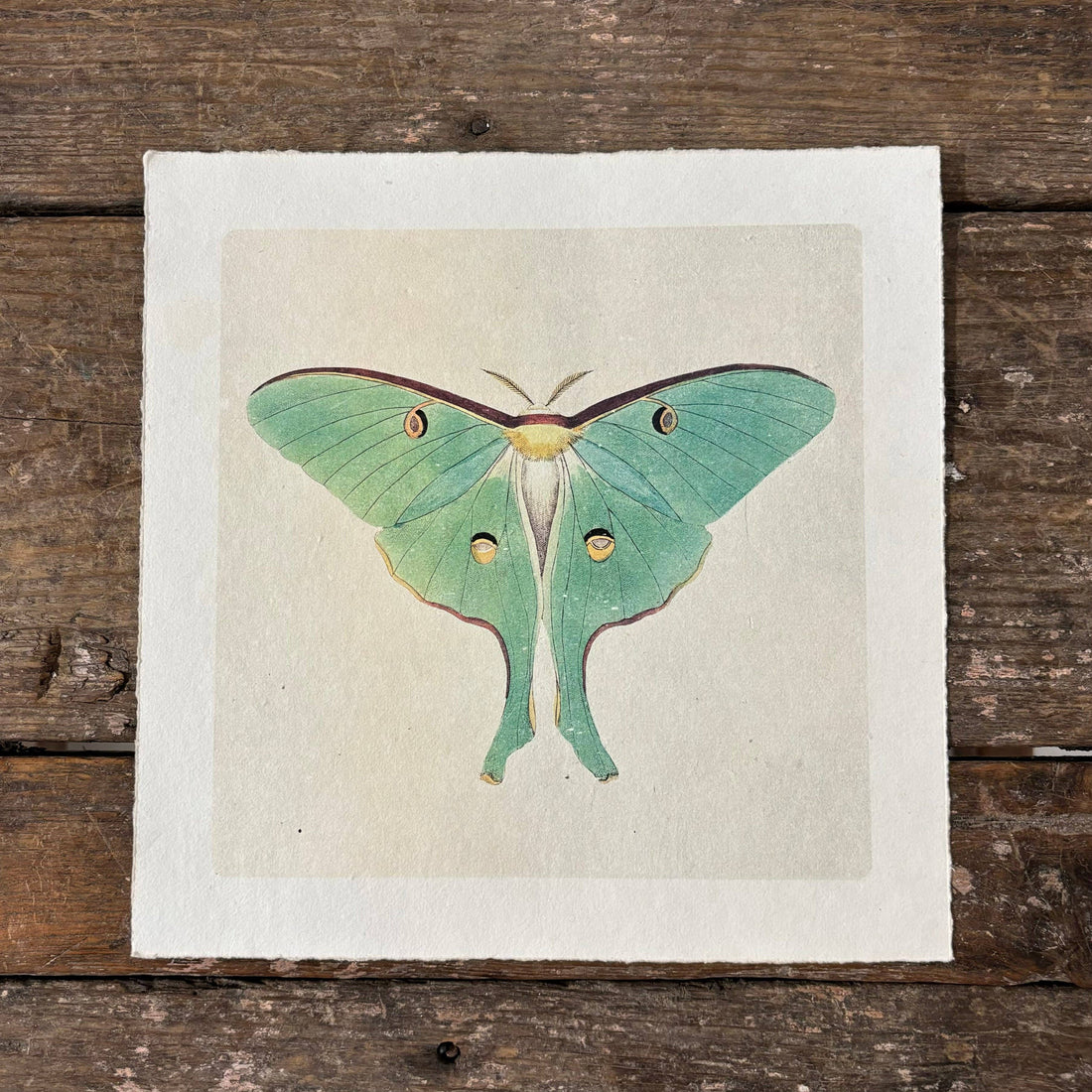 11"x11" Green Luna Moth - Flora & Fauna Collection