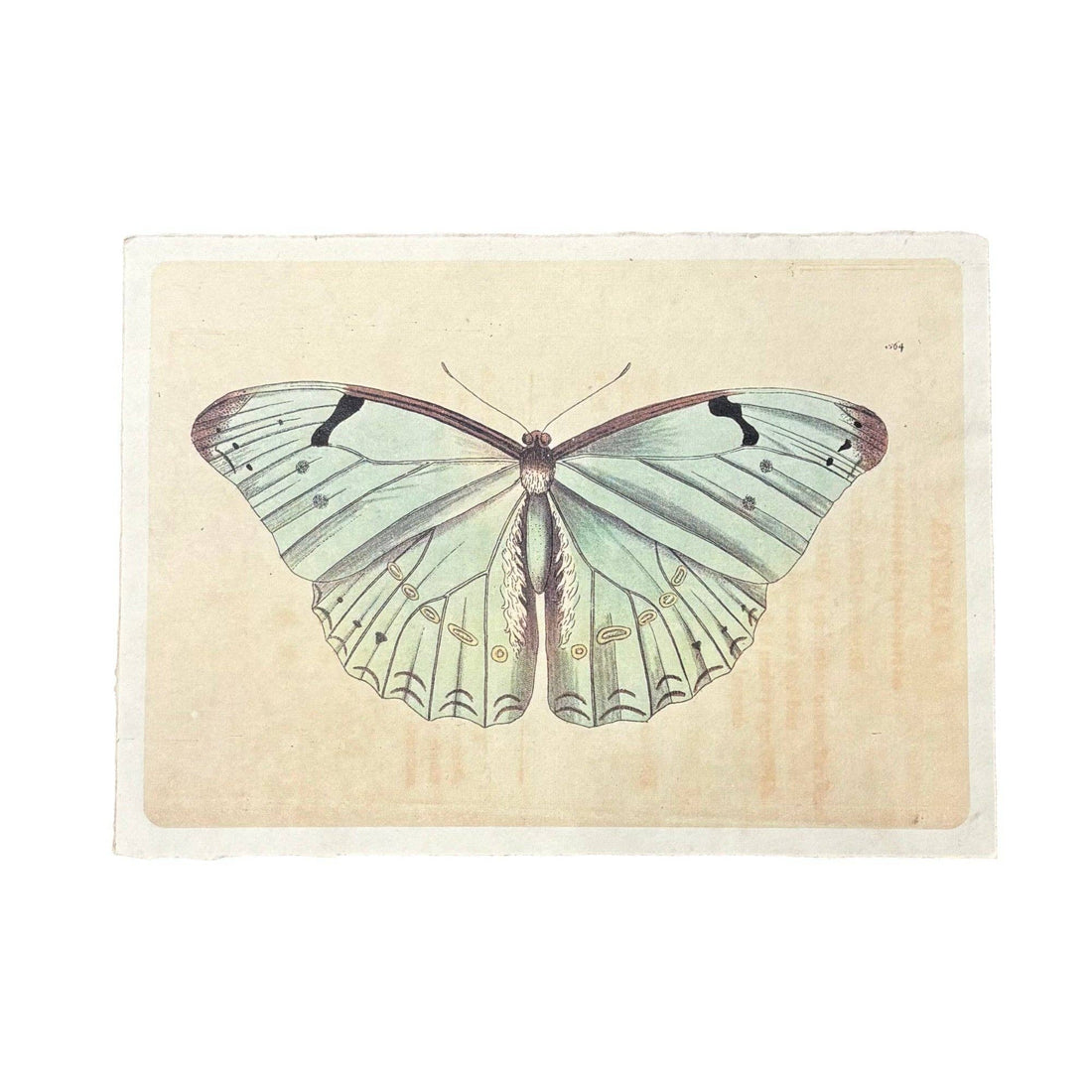 16"x12" Light Blue Butterfly - Flora & Fauna Collection