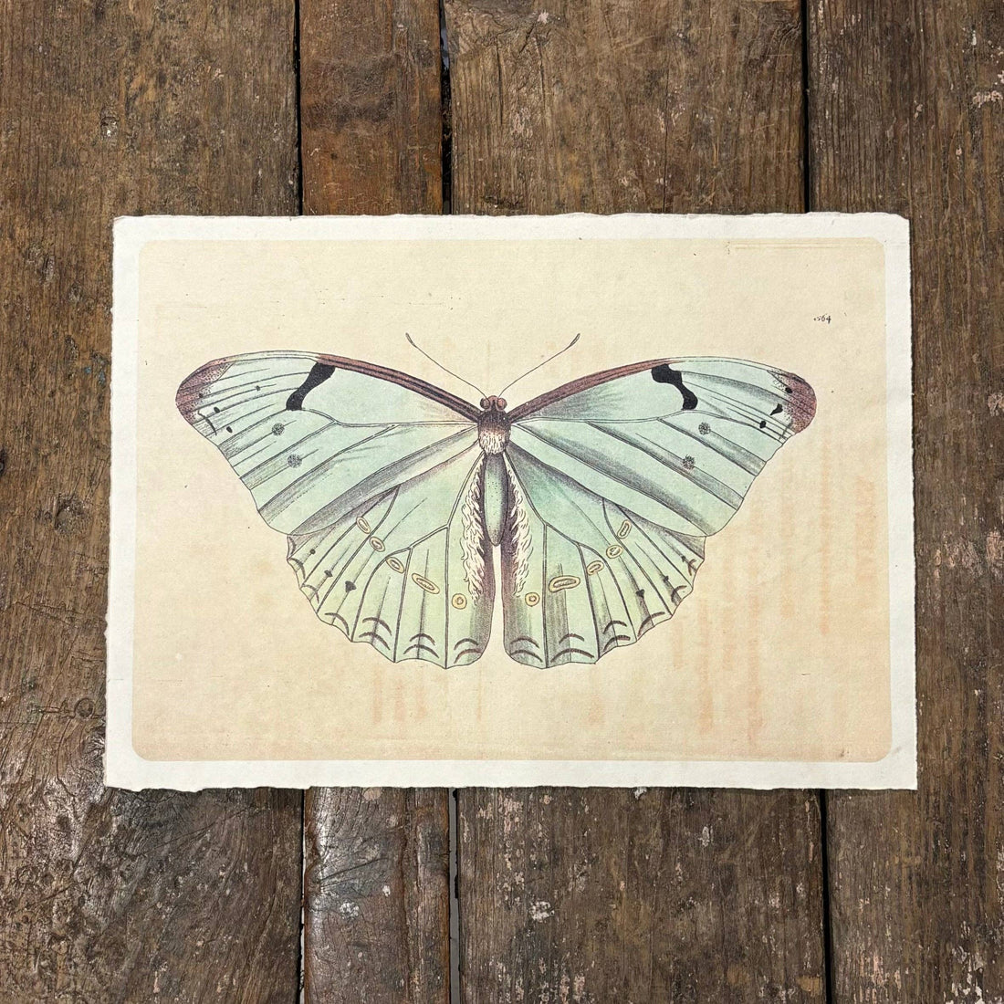 16"x12" Light Blue Butterfly - Flora & Fauna Collection