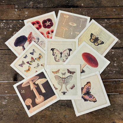 8&quot;x8&quot; Pink Butterfly - Flora &amp; Fauna Collection