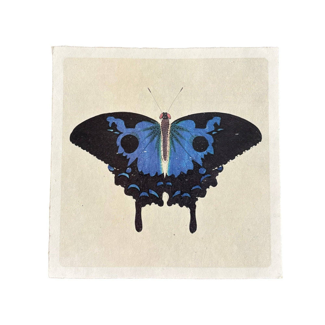 11"x11" Swallowtail Butterfly - Flora & Fauna Collection