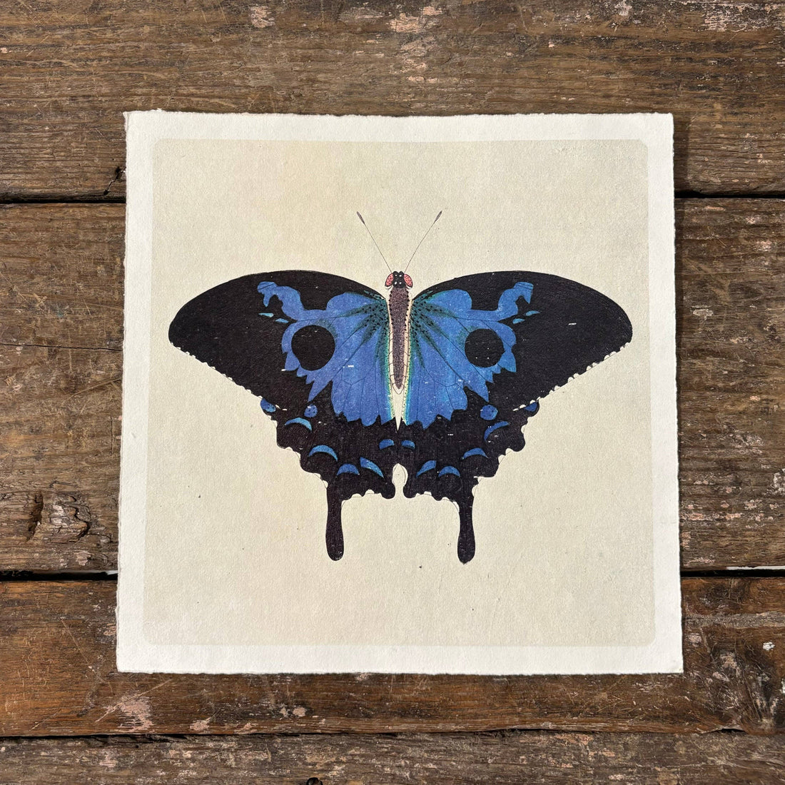 11"x11" Swallowtail Butterfly - Flora & Fauna Collection