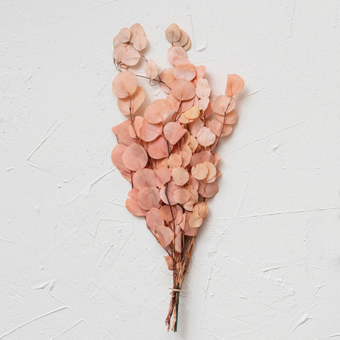Dried Natural Eucalyptus