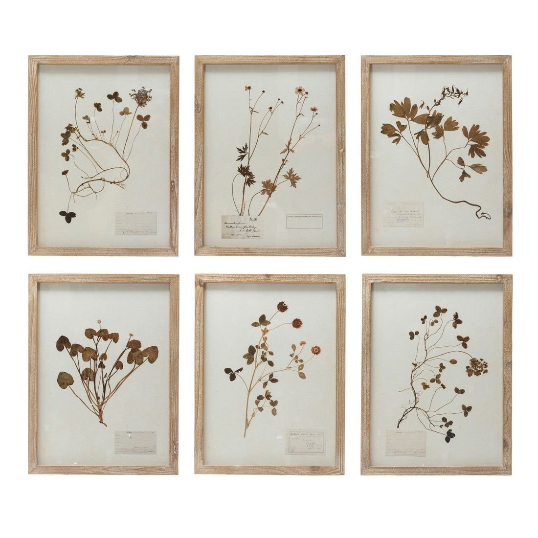 Assorted Framed Wall Décor with Botanicals