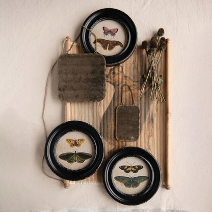 Moths/Butterflies Framed Wall Décor