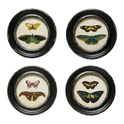 Moths/Butterflies Framed Wall Décor