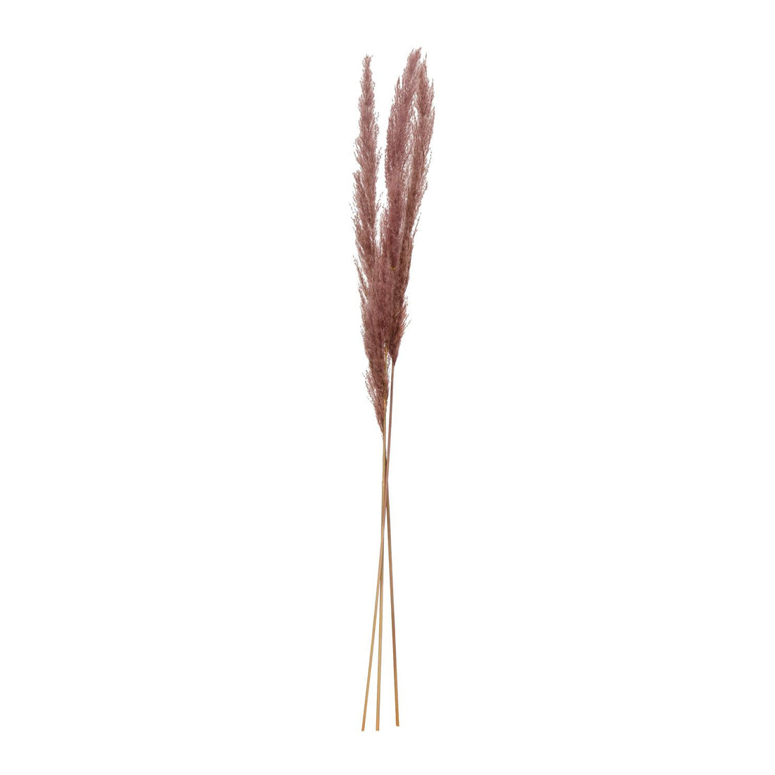 Dried Natural Pampas